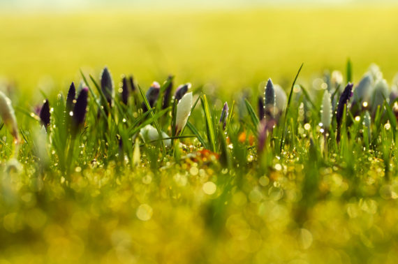 spring-flowers-background